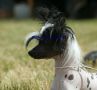 Sealindy Sweet Desire Chinese Crested