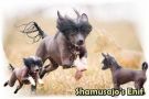 Shamusajo's Enif Chinese Crested