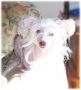 A Shimmer Of Light N'co, Dom Chinese Crested