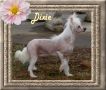 Dragon Hills Dixie Chick II Chinese Crested