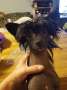 Beachcrest You Be Love Chinese Crested