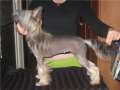 Rus Foreva Dens Days Chinese Crested