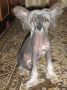 Justin Don Berlioz Chinese Crested