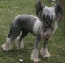 Doucai Stand And Eatliver Chinese Crested
