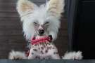 Enduro Made Of Frabies Beauties Chinese Crested