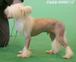 Habiba I Shaved My Legs For U Chinese Crested