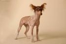 Galaxy Girl Chinese Crested