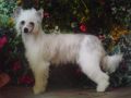 Moonswift Miss Sunrise for sigyns Chinese Crested