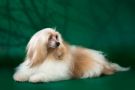 Lionella Luxery Chinese Crested