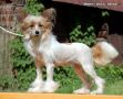 Irgen Gold Gven Stefany Chinese Crested
