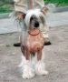 Moonswift Storm Warrior Chinese Crested