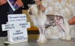 Nauset Maestro Clue Tuinluv SOM Chinese Crested