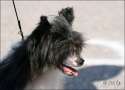 Chattanooga's False Alarm  Chinese Crested