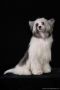 Kranar Ironwill Chinese Crested