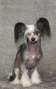 Nightstorms Beauty Is Black Chinese Crested