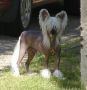 Proud Pony Quicksilver Chinese Crested