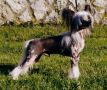 Expression-Simply Maavelous Chinese Crested