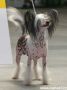 Newbourne Show Stopper Chinese Crested