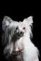 Dogs of Dark Dancing Queen Chinese Crested