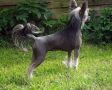 Be My Dog's God Knows I'm Good Chinese Crested