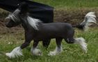 Caddarra Shanewis Chinese Crested
