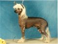 Eugenios After Shave Chinese Crested