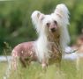 Angel O' Check Tunis Chinese Crested