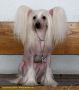 Gallurius Infanta Marie Antoinette Chinese Crested
