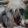 Belshaw's Hot Couture Chinese Crested