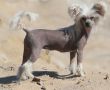 Bai Long's Gossip Girl Chinese Crested