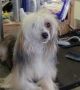 Show'ntells Skyes The Limit PP Chinese Crested
