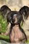 Black Molly Milfra-Moravia Chinese Crested