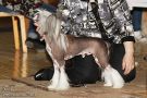 Silver Tauer  Winchester Chinese Crested