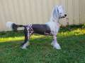 Angel Sprinkle's Awkward Moment Chinese Crested