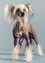 Jewels Heartbreak Kid Chinese Crested
