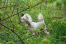 Olegro Katrin Lady Good Luck Chinese Crested