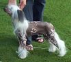 Moonswift Pony Express Chinese Crested