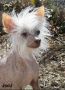 Woodlyn's Hoosier Peach Chinese Crested