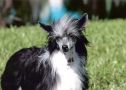 Dee-kay's Lucy Lou Chinese Crested