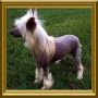 Jus-So's My-Kinda-Guy Chinese Crested