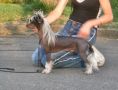 Mohawk The X Files Chinese Crested