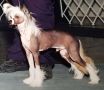 Rycroft's Tonight Show Chinese Crested