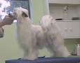 Rompford Night Wind At Kasma Chinese Crested