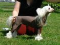 Proud Pony Worth Waiting For Chinese Crested