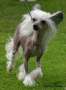 Lisar's Going To Stay Chinese Crested