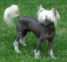 Oriental Jokes Ultra Flash Chinese Crested
