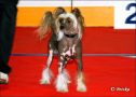 Frascati De GabriTho Chinese Crested