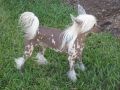 Kalypso's Tin Lizzie Chinese Crested