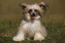 Gri-Gri Little Champs Chinese Crested