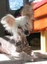 Mslis Canon Chinese Crested